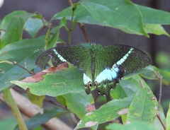 Papilio crino