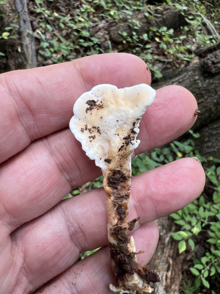 Loweomyces fractipes · July 2026 · photo: Photo: (c) Mark Richman, some rights reserved (CC BY) · iNaturalist