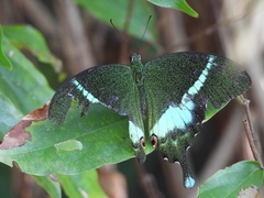Papilio crino