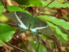 Papilio crino