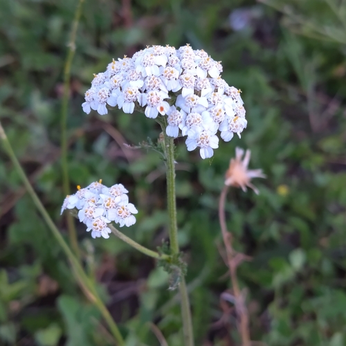 common yarrow