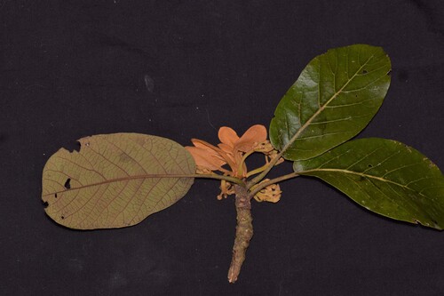 Coyo (Persea schiedeana)