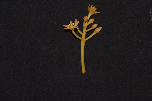 Persea schiedeana, photograph 1