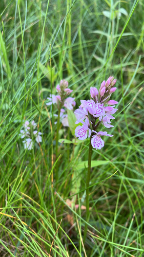 heath spotted orchid