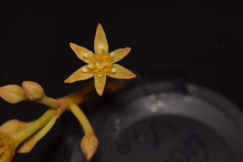 Persea schiedeana, photograph 2