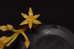 Persea schiedeana, photograph author not stated, no rights reserved