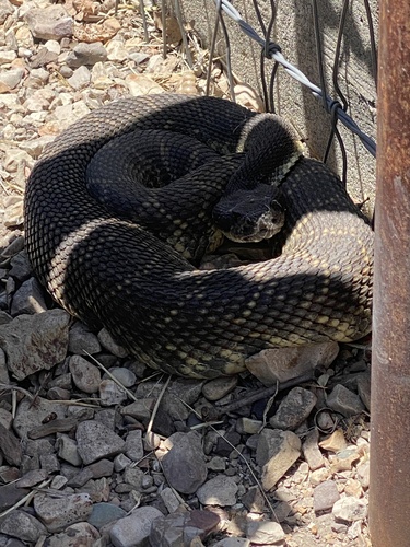 iNaturalist observation photo of Southern Pacific Rattlesnake