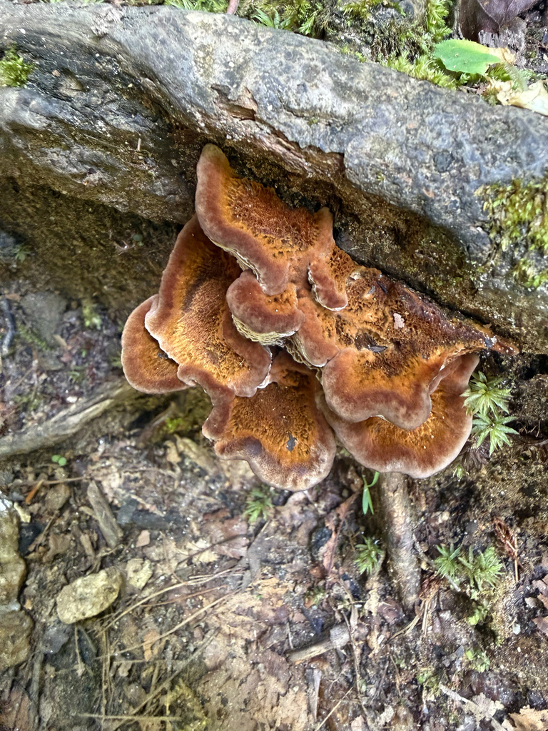 Coltricia montagnei