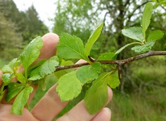 Crataegus gaylussacia