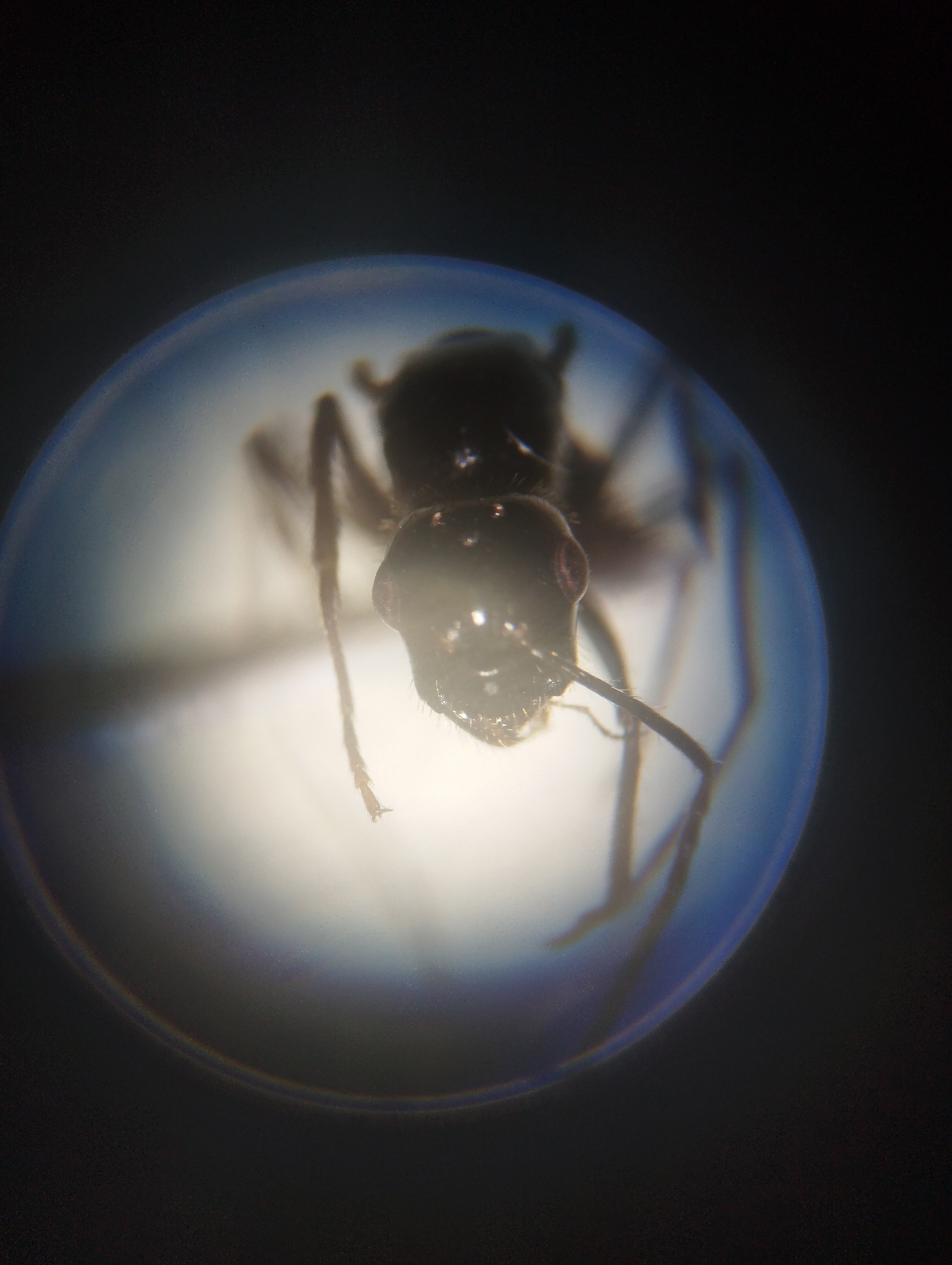 Camponotus universitatis