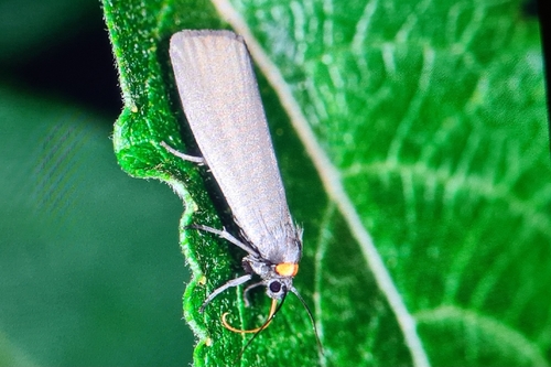 Red-necked Footman