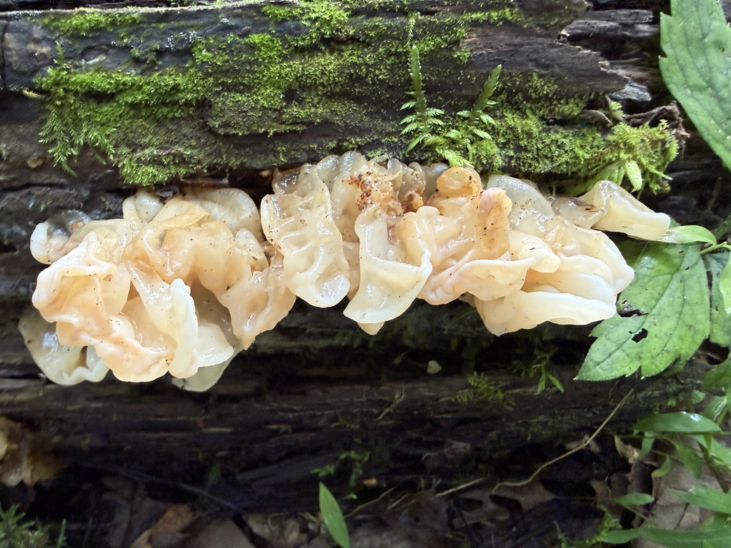 white jelly fungus · July 2026 · photo: Photo: (c) Fluff Berger, some rights reserved (CC BY-SA) · iNaturalist