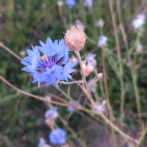 Cornflower
