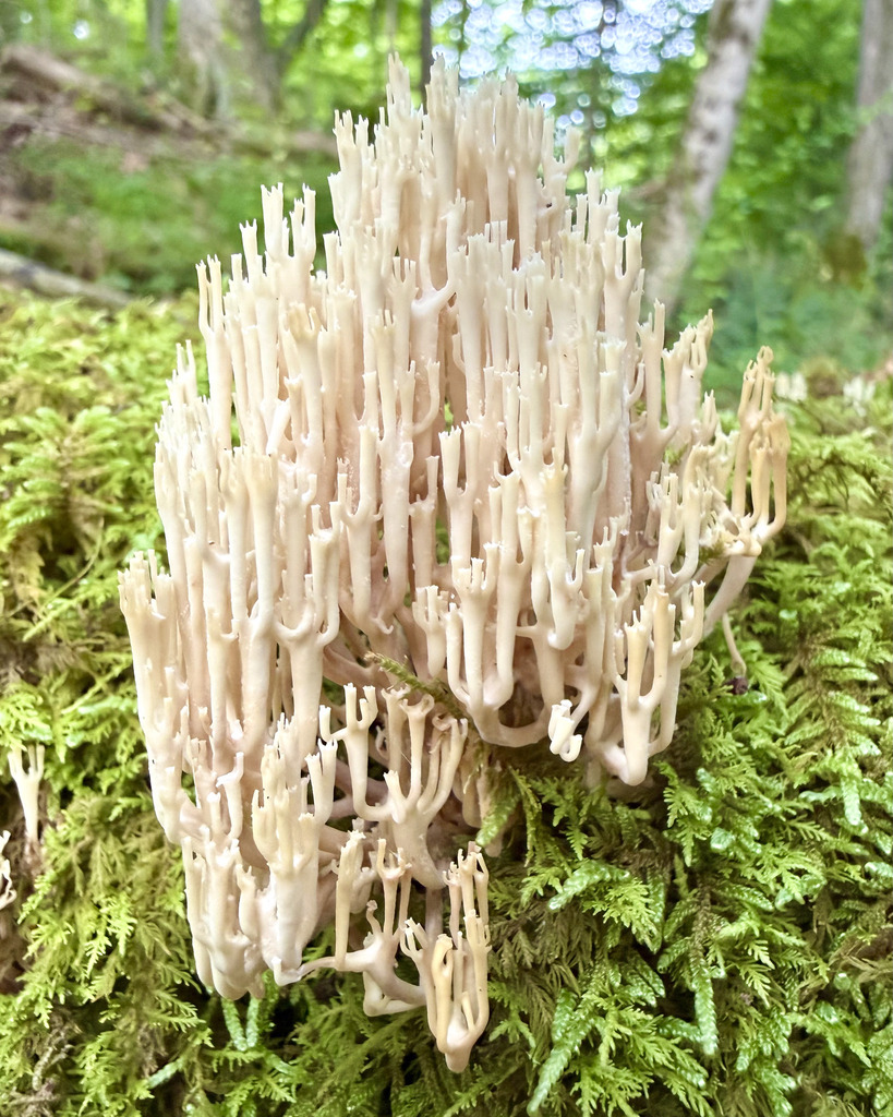 crown-tipped coral fungus · July 2026 · photo: Photo: (c) Fluff Berger, some rights reserved (CC BY-SA) · iNaturalist