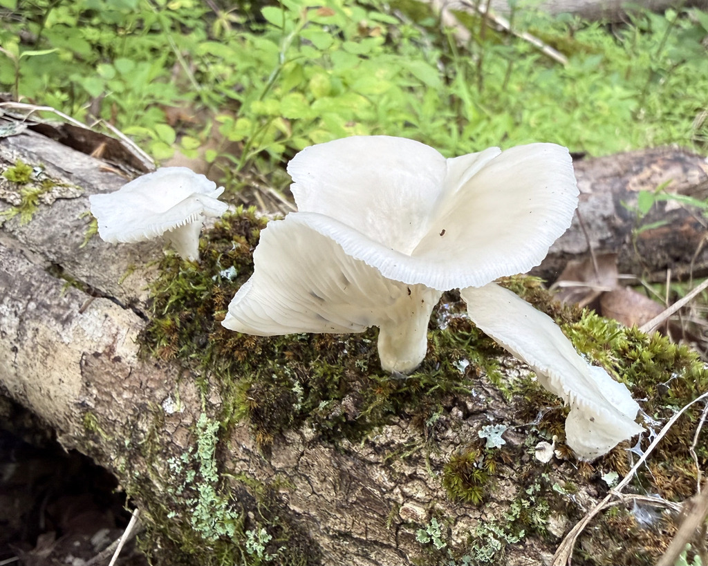 pale oyster · July 2026 · photo: Photo: (c) Fluff Berger, some rights reserved (CC BY-SA) · iNaturalist