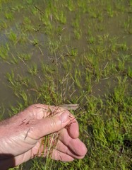 Deschampsia danthonioides