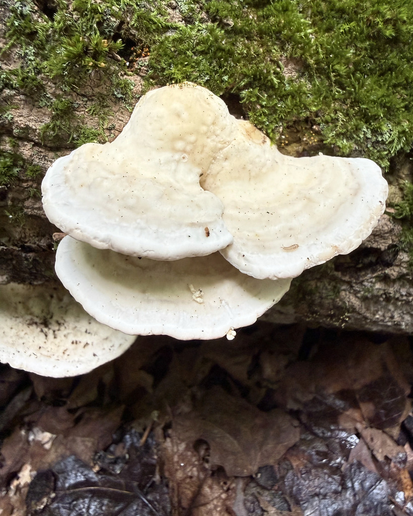 Lumpy Bracket · July 2026 · photo: Photo: (c) Fluff Berger, some rights reserved (CC BY-SA) · iNaturalist