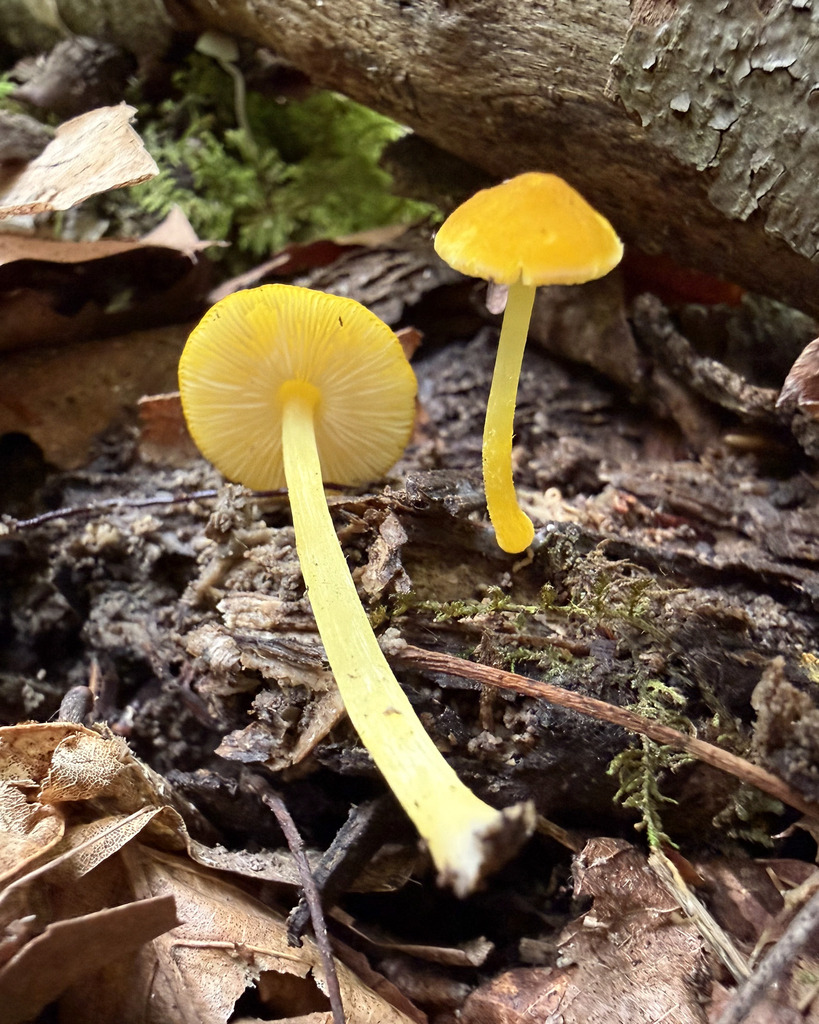 Yellow Deer Mushroom
