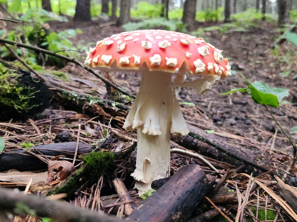 Fly Agaric