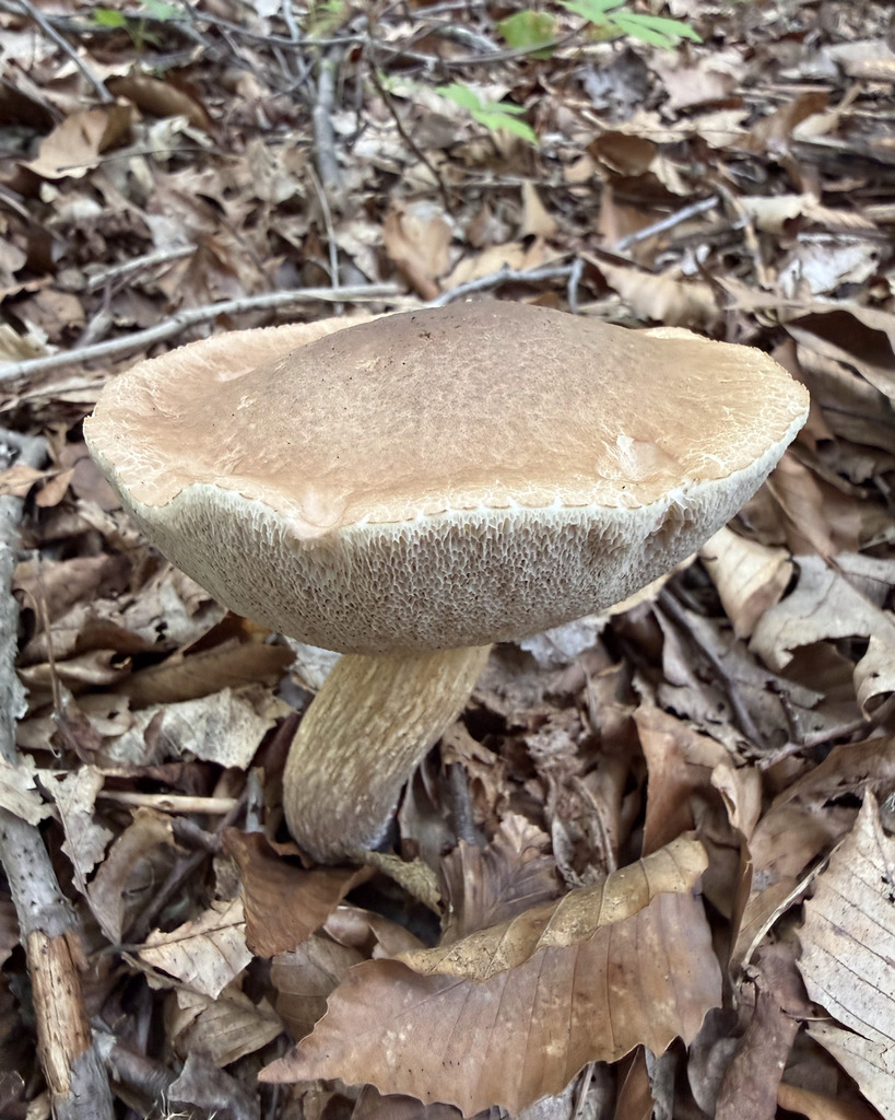 Bitter Bolete