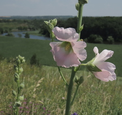 Alcea biennis, photograph (c) Oleksandr Shynder, some rights reserved (CC BY)