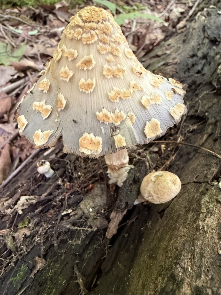 scaly ink cap · July 2026 · photo: Photo: (c) Fluff Berger, some rights reserved (CC BY-SA) · iNaturalist