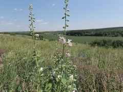 Alcea biennis, photograph (c) Oleksandr Shynder, some rights reserved (CC BY)