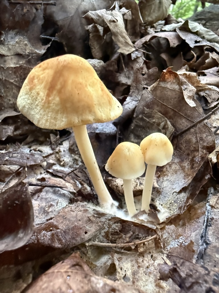 Orange-yellow Marasmius · July 2026 · photo: Photo: (c) Fluff Berger, some rights reserved (CC BY-SA) · iNaturalist