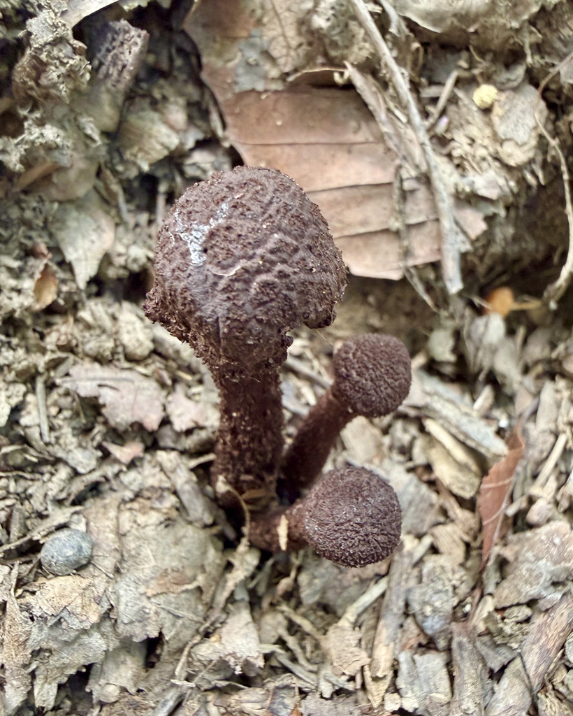Inocybe tahquamenonensis