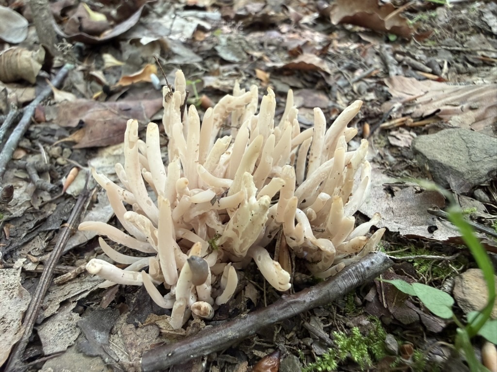 Smoky Spindles · July 2026 · photo: Photo: (c) Fluff Berger, some rights reserved (CC BY-SA) · iNaturalist
