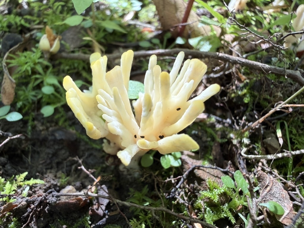 jellied false coral fungus · July 2026 · photo: Photo: (c) Fluff Berger, some rights reserved (CC BY-SA) · iNaturalist