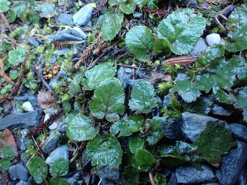 Gunnera prorepens observed 2026-06-30