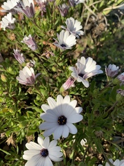 Dimorphotheca pluvialis