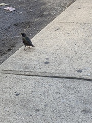 Sturnus vulgaris