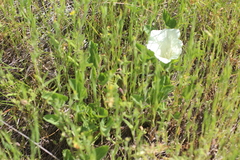 Calystegia subacaulis