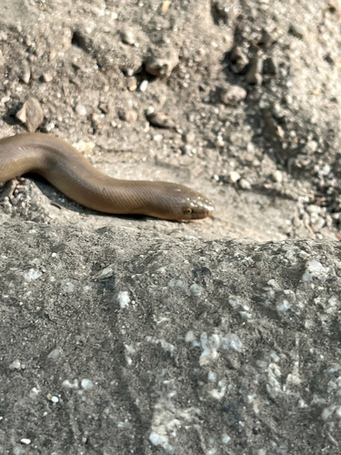 iNaturalist observation photo of Northern Rubber Boa