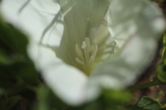 Calystegia subacaulis