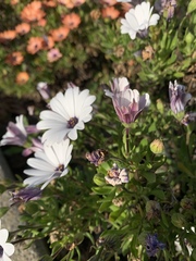 Dimorphotheca pluvialis