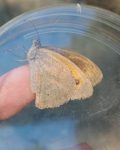 Meadow Brown