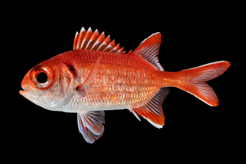 Myripristis amaena observed 2026-06-01