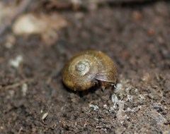 Polygyra