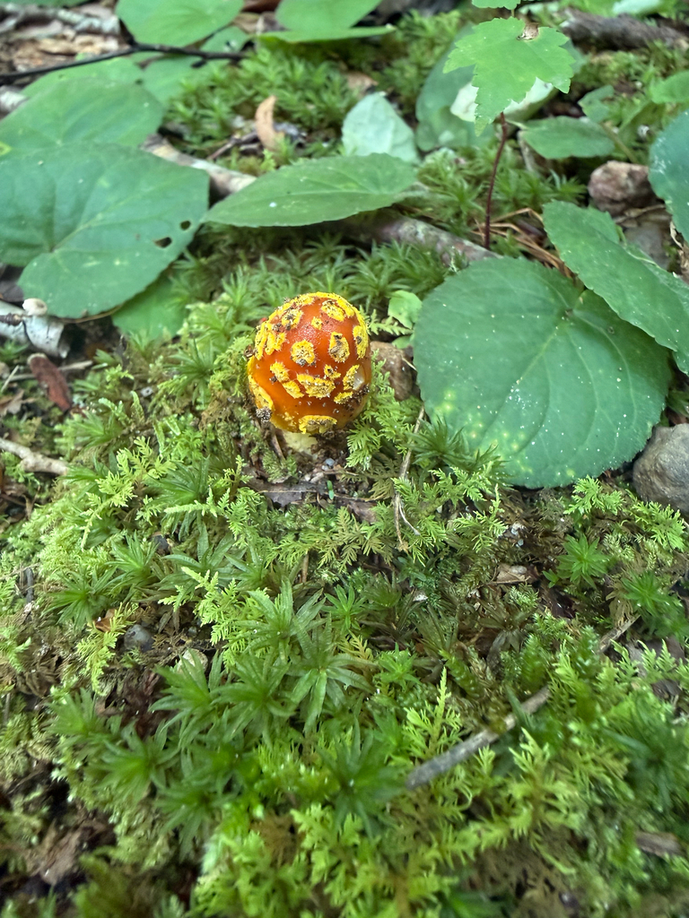 Yellow Patches · July 2026 · photo: Photo: (c) marciem, some rights reserved (CC BY) · iNaturalist