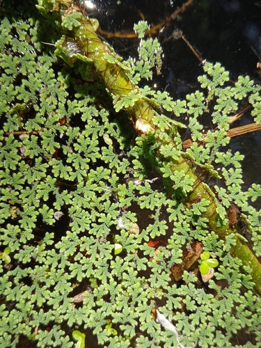 water fern
