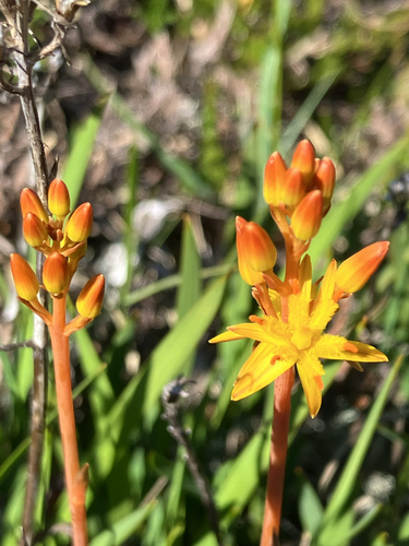 bog asphodel
