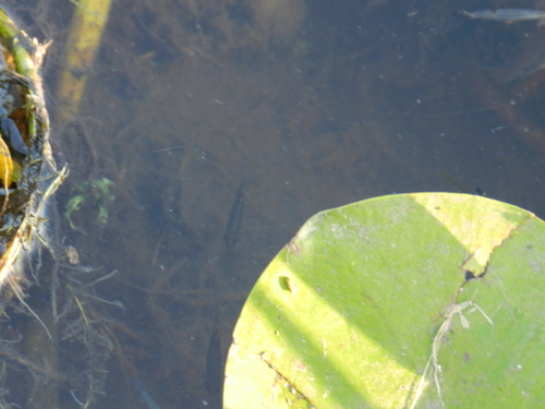 Pyrrhulina australis