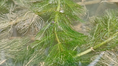 Eurasian water-milfoil
