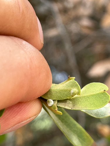 iNaturalist observation photo of Winged and Once-winged Insects