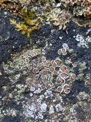 Acarospora glaucocarpa