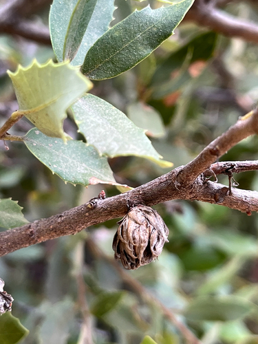 iNaturalist observation photo of Leafy Bud Gall Wasp