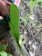 Amphibolips quercusracemaria